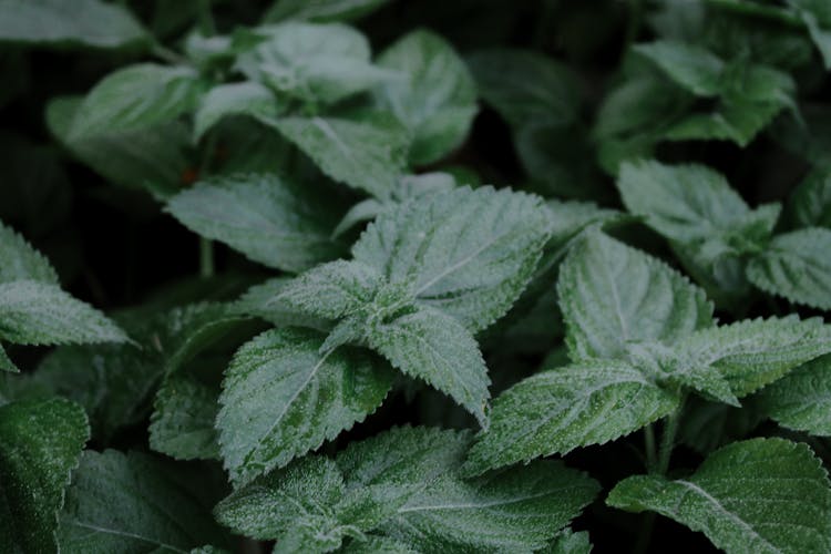 benefits of lemon balm