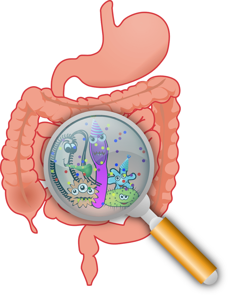 gut health and microbiome balance berberine benefits