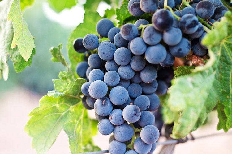 The Benefits of Taking Resveratrol