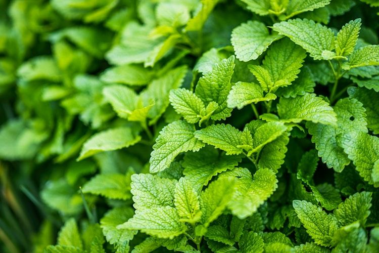 Lemon Balm Benefits, Side Effects, and Tea Recipe