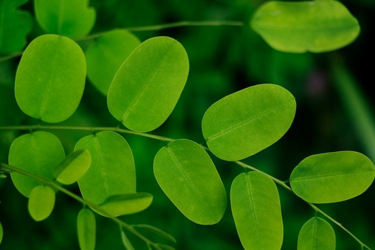 Top 10 Moringa Benefits and How to Incorporate It in Your Diet